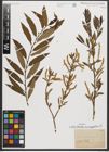Foto von Salix triandra subsp. amygdalina (L.) Schübl. & G. Martens